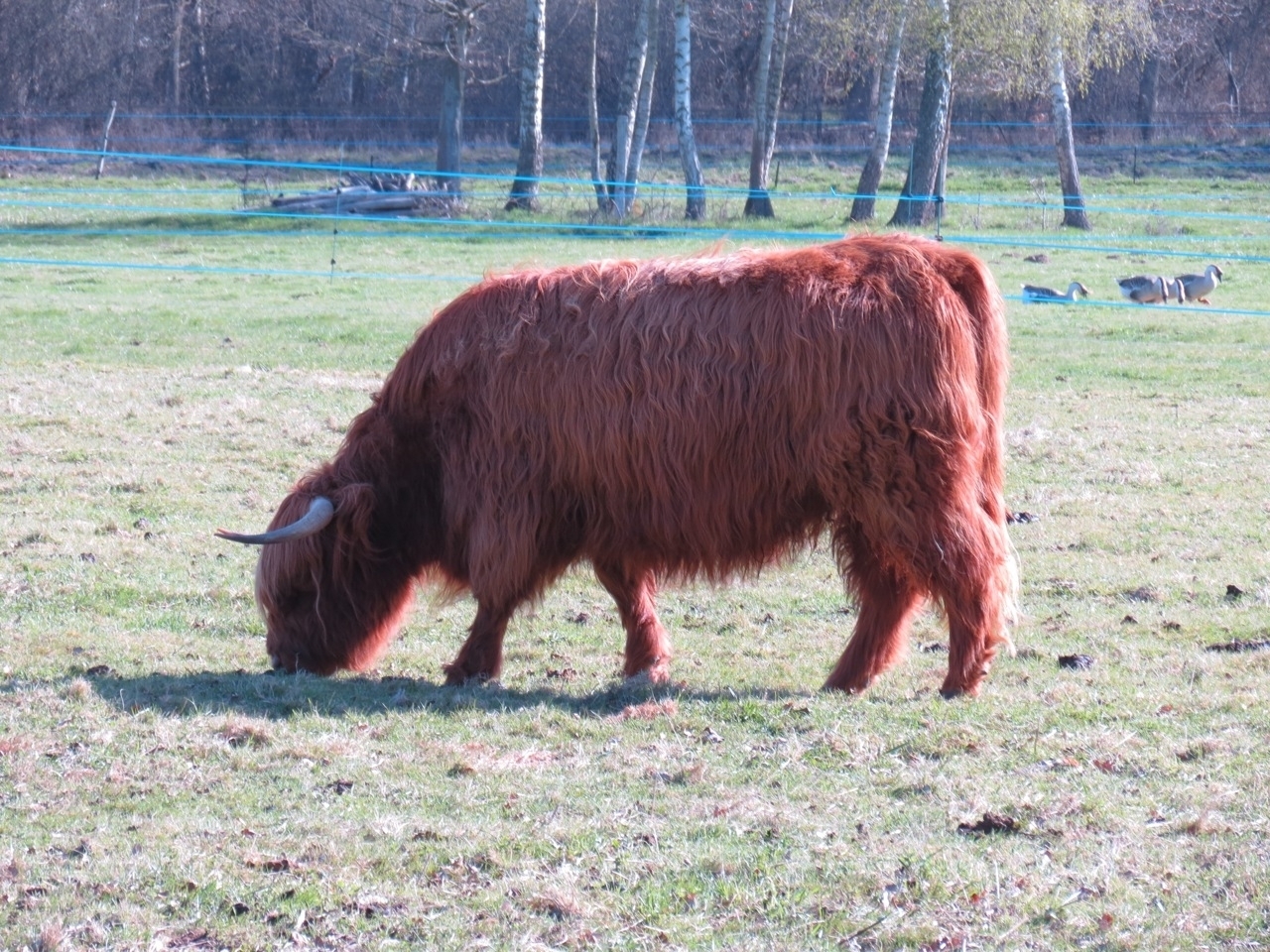 2012 04 21 Ornitho à Gambaiseuil 13